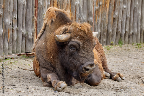 a large bison lying resting near a wooden fence