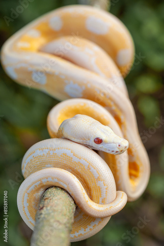 Phyton Albino in Branch photo