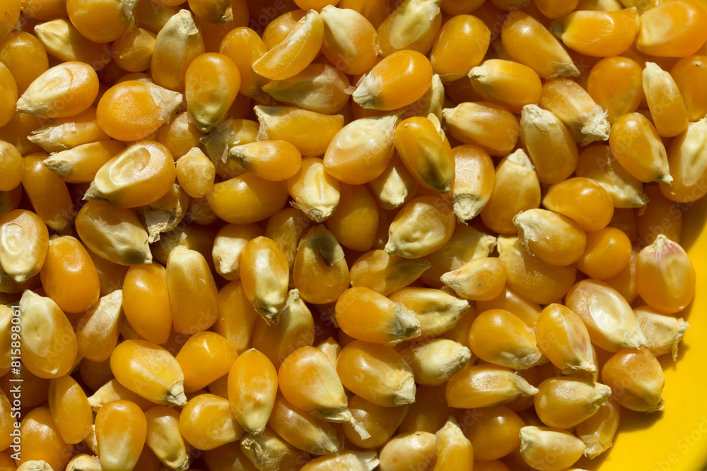 Photograph of top view of raw pop corn. Photograph of top view of raw pop corn.