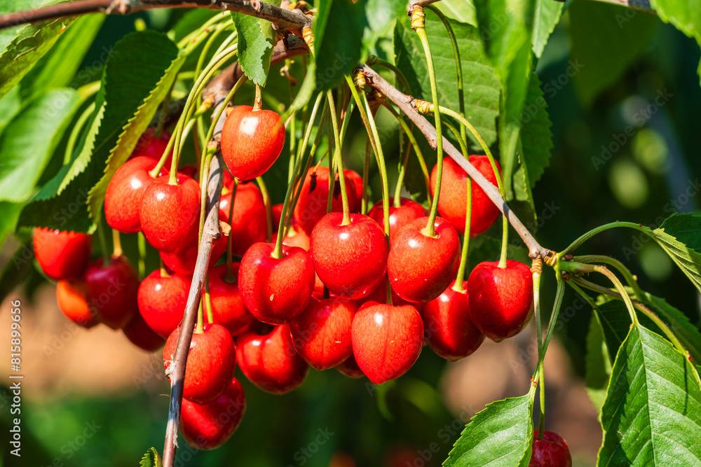 Juicy, sweet and ripe cherries on the tree in a cherry orchard in Frauenstein/Germany in the Rheingau
Juicy, sweet and ripe cherries on the tree in a cherry orchard in Frauenstein/Germany in the Rheingau