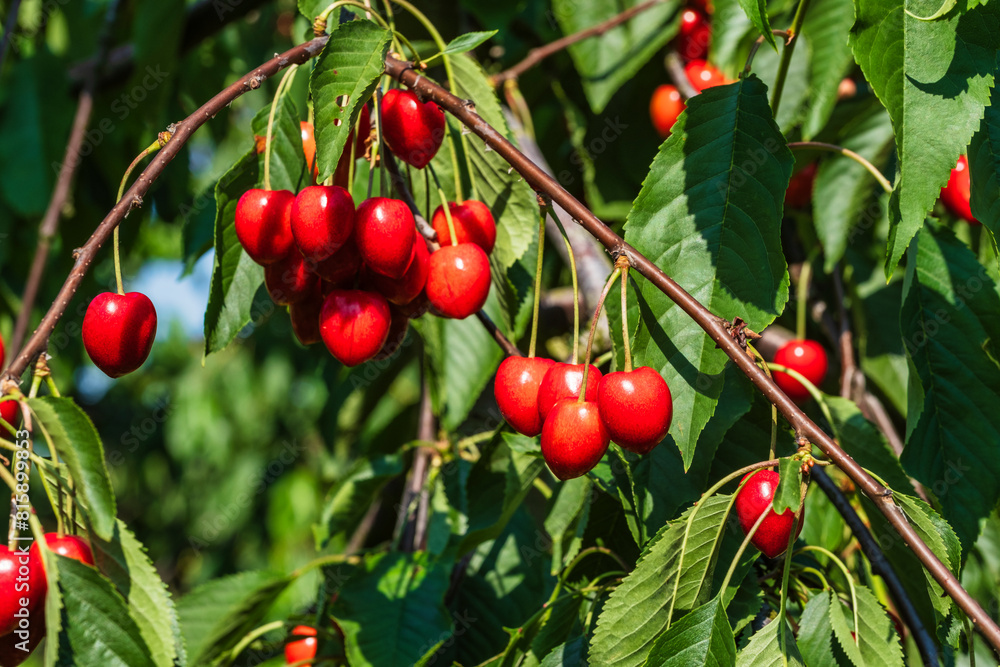 Juicy, sweet and ripe cherries on the tree in a cherry orchard in Frauenstein/Germany in the Rheingau
Juicy, sweet and ripe cherries on the tree in a cherry orchard in Frauenstein/Germany in the Rheingau