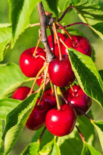 Juicy, sweet and ripe cherries on the tree in a cherry orchard in Frauenstein/Germany in the Rheingau
