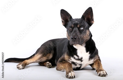 Pretty mixed breed German Shepherd with 2 different colored eyes lies in a white studio
