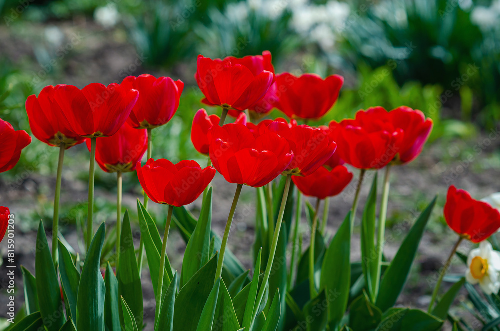 Obraz premium Side view red tulips on blurred floral background. Spring postcards, textiles. Floral arrangement.