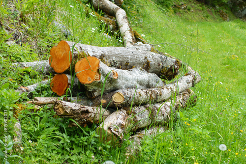 unbearbeitetes Brennholz liegt im Gras