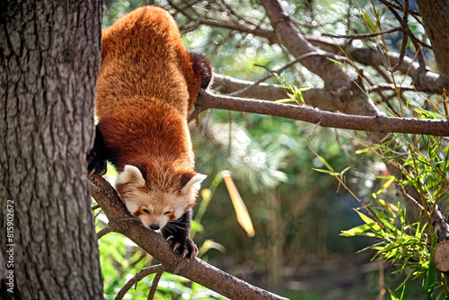 Nepalesischer Roter Panda ( Ailurus fulgens ), auch Kleiner Panda , Katzenbär , Bärenkatze , Feuerfuchs oder Goldhund. photo