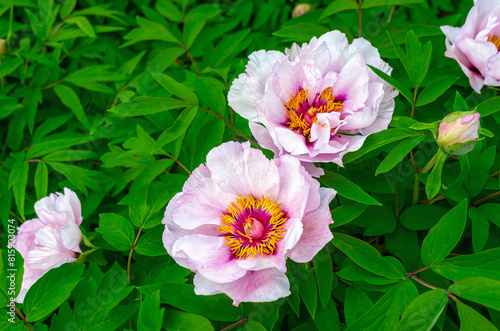 Bushy pink-white peony flower with delicate petals and a yellow core. Green leaves background.