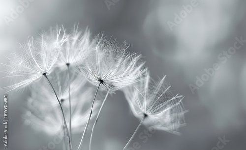 Macro photography capturing the delicate details of a dandelion seed head  highlighted against a dark background.