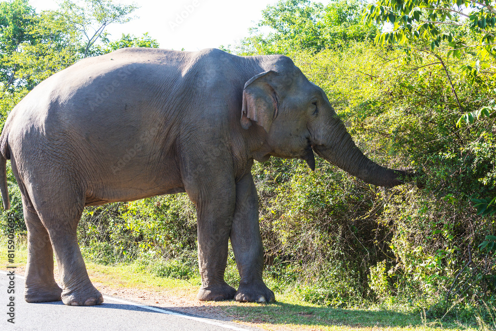 Fototapeta premium Elephant