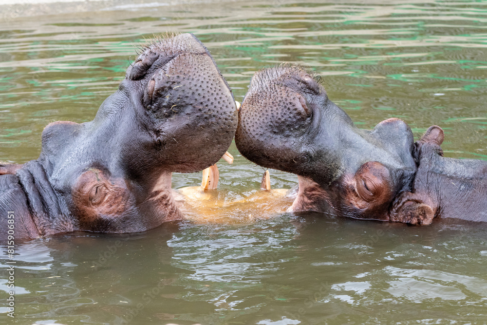 Fototapeta premium Ippopotami che giocano