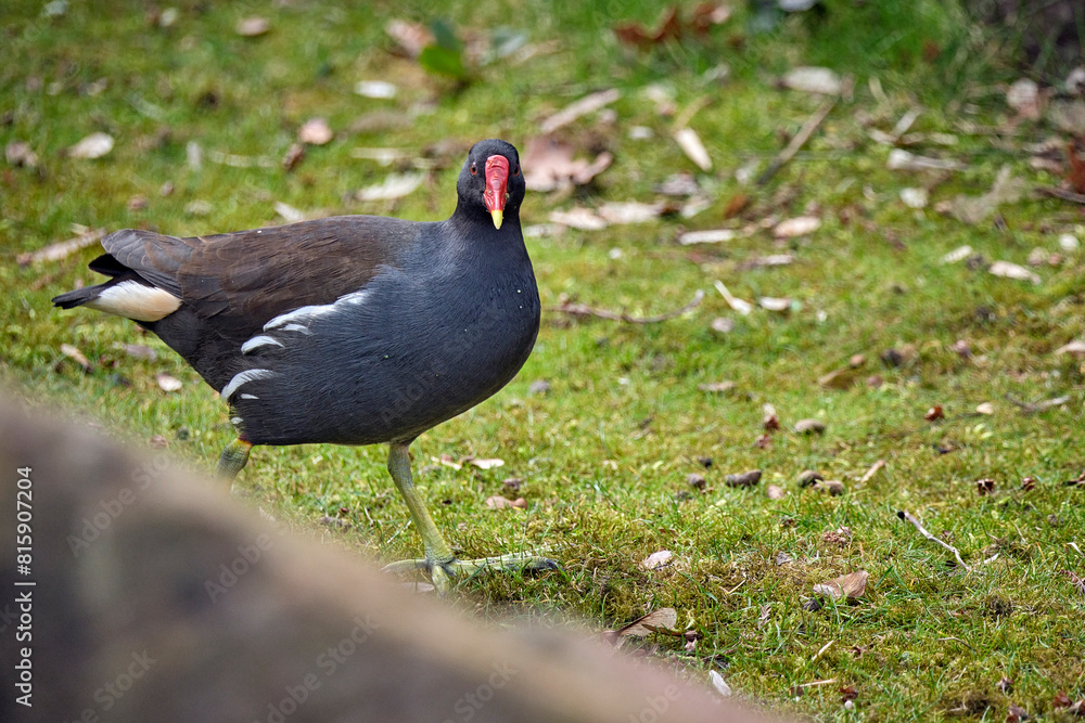 Teichralle ( Gallinula chloropus ), Teichhuhn. Teichralle ( Gallinula chloropus ), Teichhuhn.