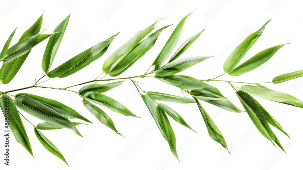 Fototapeta premium Fresh and green bamboo leaves isolated a versatile floral element
