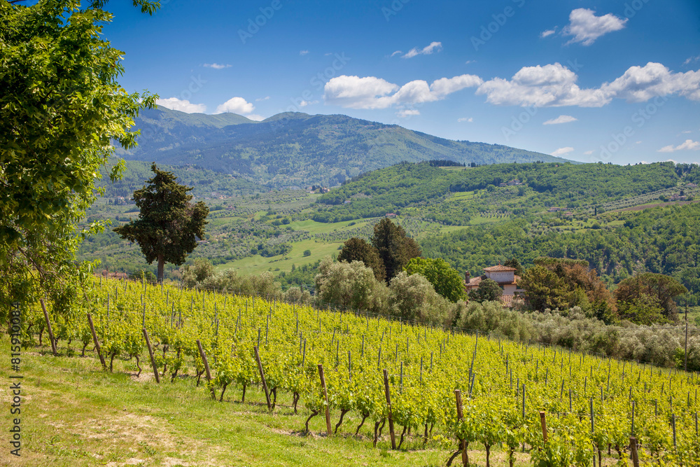 Naklejka premium Italia, Toscana, Firenze, Pontassieve, vigneti del Chianti Rufina.