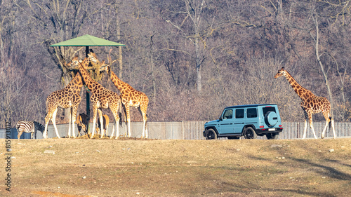 Giraffe sotto una capanna