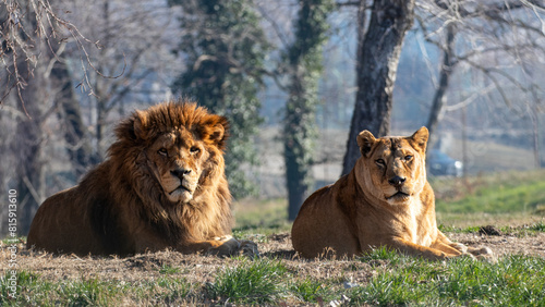 Leone e leonessa