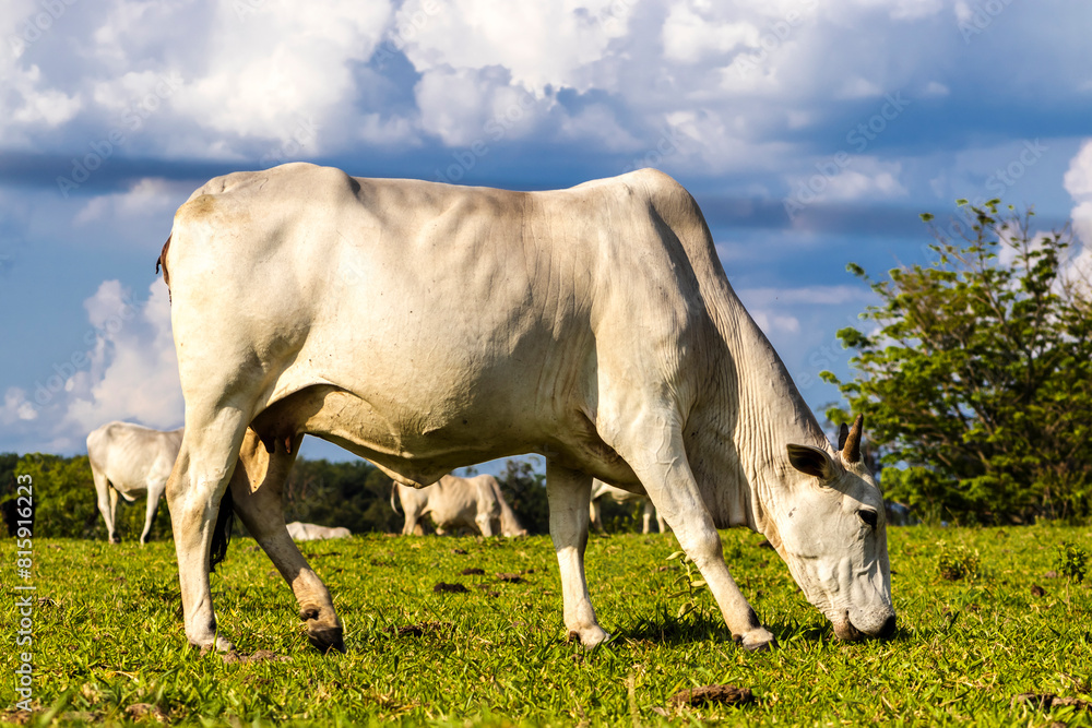 Zebu Nellore cow in the pasture area of a beef cattle farm in Brazil