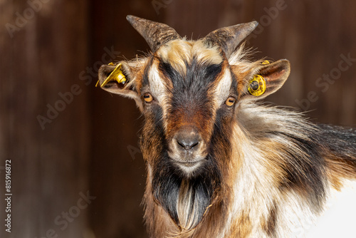 Capra