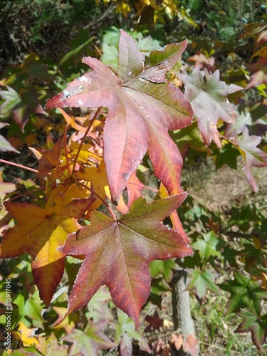 red maple leaves in autumn, cold weather, fall season