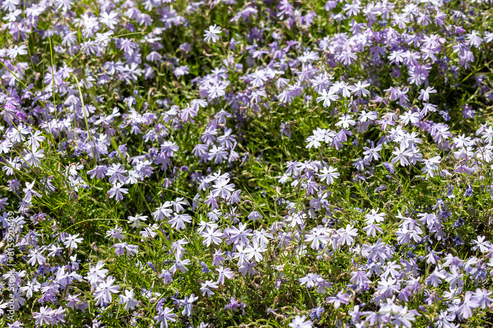 Fototapeta premium Natural background of purple flowers