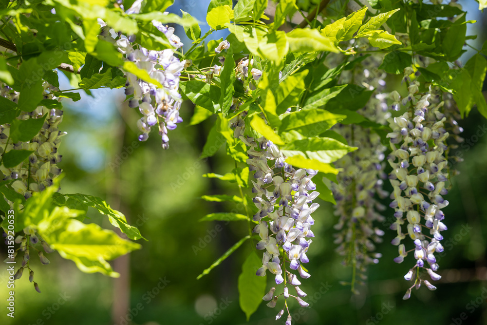 Clusters of blooming wisteria on climbing branches Clusters of blooming wisteria on climbing branches