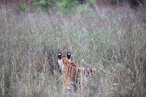 Free ranging wild Indian bengal tiger in India jungle