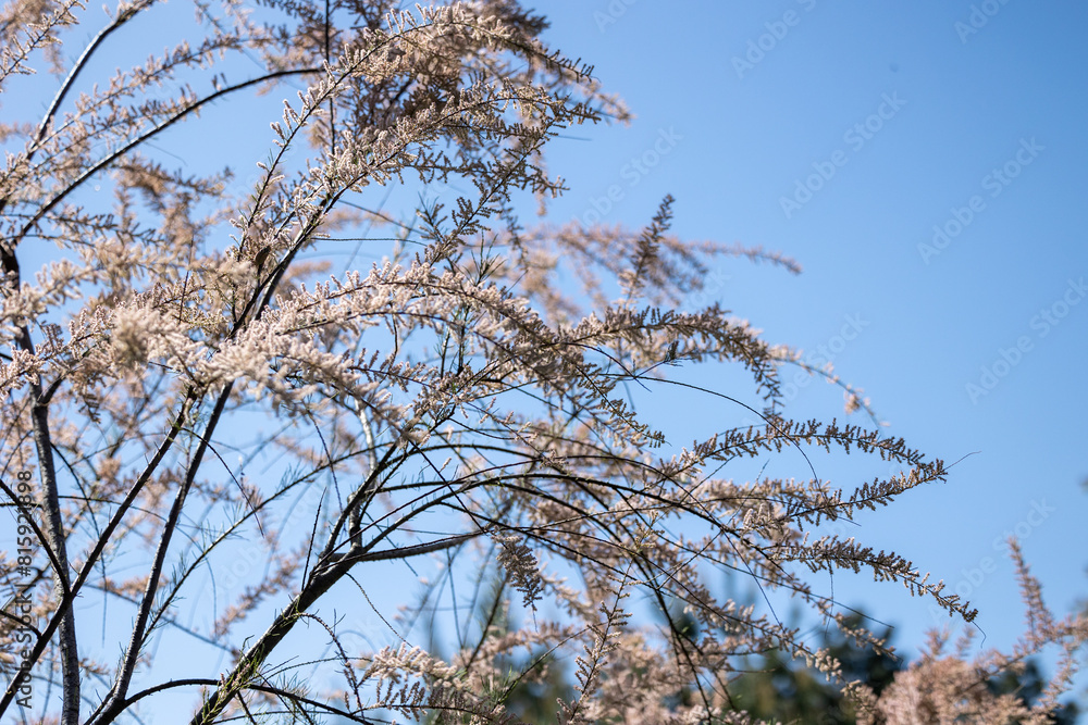 Tree branches with small flowers against the blue sky Tree branches with small flowers against the blue sky