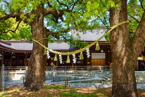 Exterior decoration detail on two large trees in Yoyogi Park, Meiji, Tokyo.