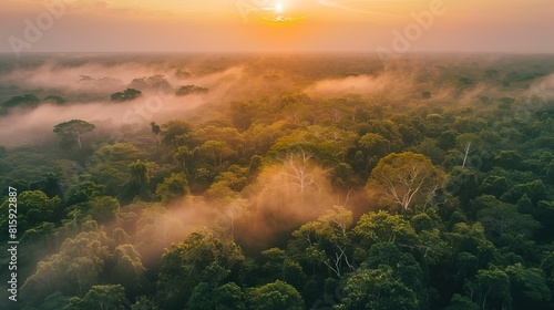 Aerial view of the Amazon forest at sunset  soft fog enveloping the trees with the sun glowing at the horizon