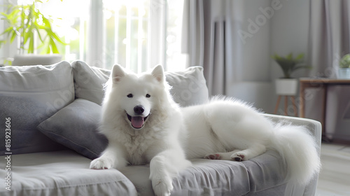 Adorable Samoyed dog in modern living room : Generative AI