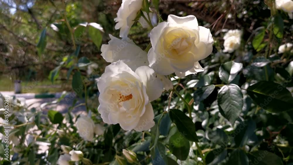 A white rose sways in the wind. Close-up of a flower in a flower bed in warm sunlight. Growing fragrant garden roses. The concept of summer, fragility. A light breeze shakes the bud that has opened. A white rose sways in the wind. Close-up of a flower in a flower bed in warm sunlight. Growing fragrant garden roses. The concept of summer, fragility. A light breeze shakes the bud that has opened.
