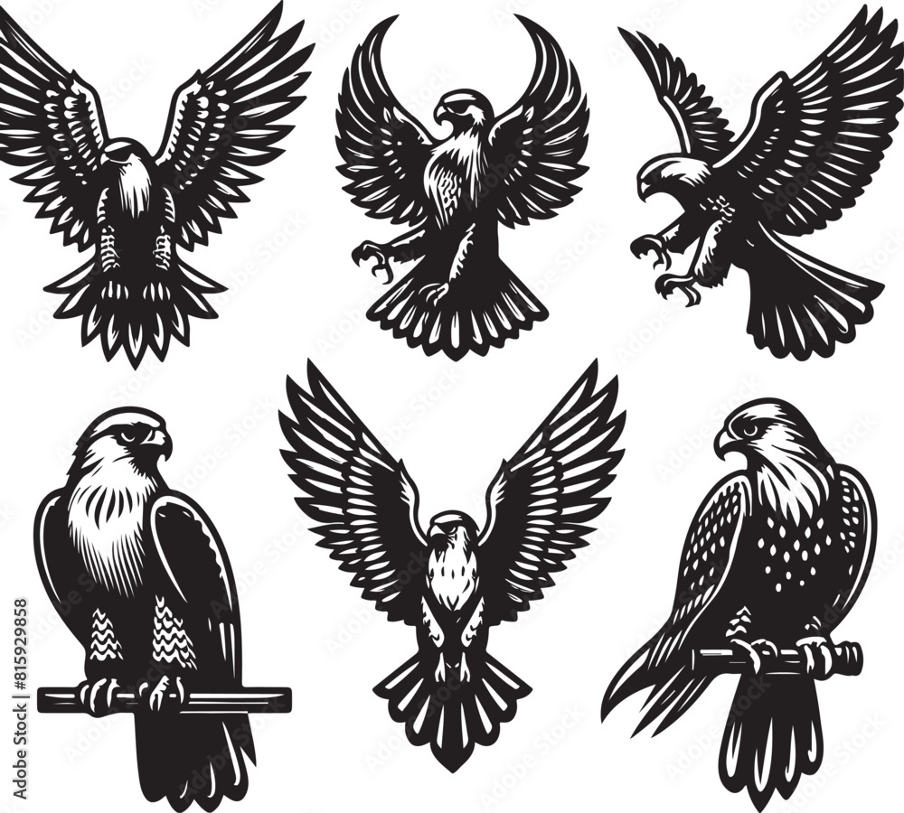 Obraz premium falcon vector ilastration