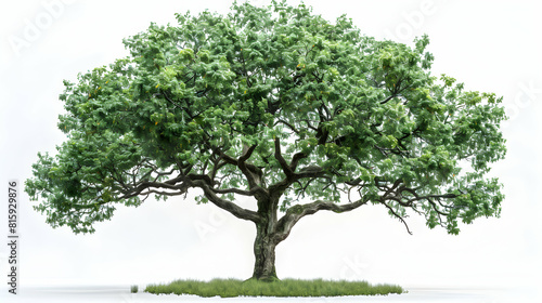 A robust walnut tree isolated on white background with compound leaves and green fruits ideal for garden or educational content. photo
