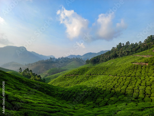 Green Serenity: Exploring the Enchanting Tea Plantations of Munnar, situated in Kerala.