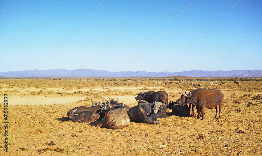 Wildlife, buffalo and relax in safari nature, savannah and natural habitat with blue sky. Grassland, movement and animal with horns, big five and peaceful by outdoor environment and landscape