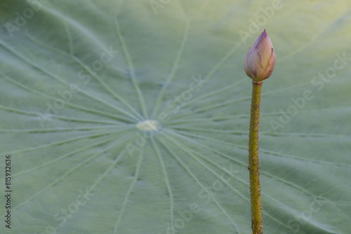 Lotus flower in the pond with reflection and lotus leaf