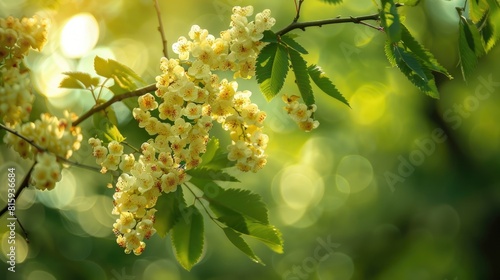Blooms of rowan tree in a woodland during the spring season