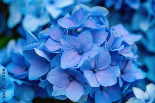 Close-up of beautiful blue hydrangea flowers in full bloom, showcasing delicate petals