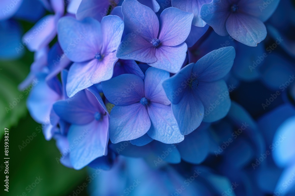 Macro shot of vivid blue hydrangea flowers with a soft-focus background
