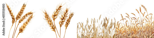 Close Up of Stalk of Wheat isolated on transparent, alpha background png cut out file photo