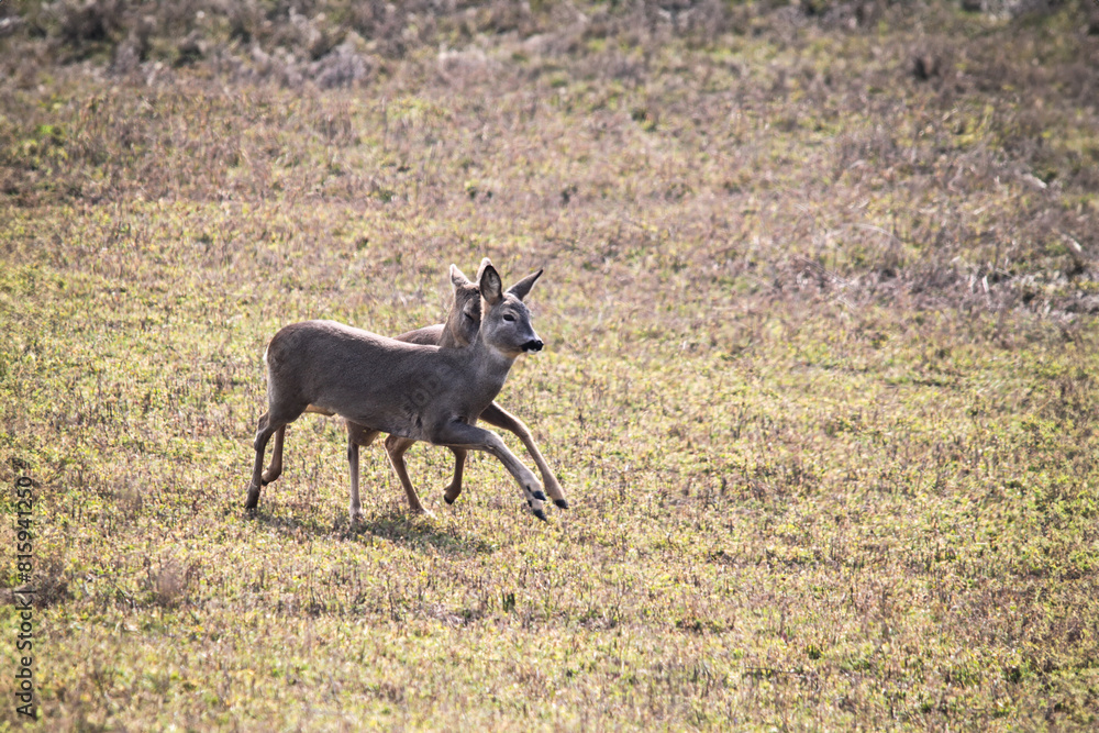 Fototapeta premium Graceful roe deer in springtime play, female roe deer frolicking in a natural habitat. Captured during their playful interaction, showcasing the beauty of wildlife.