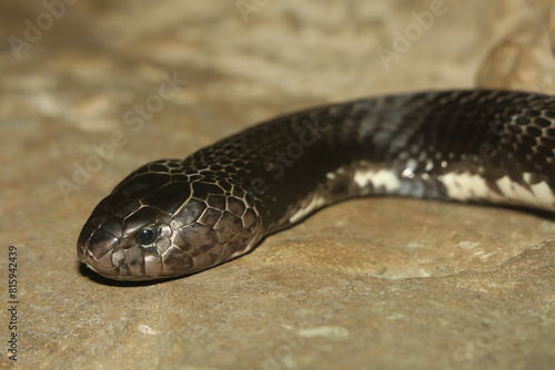 Close up Head the indochinese spitting cobra snake