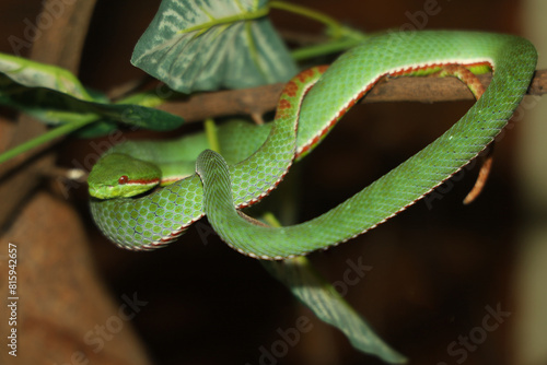 The pope green pit viper snake in forest