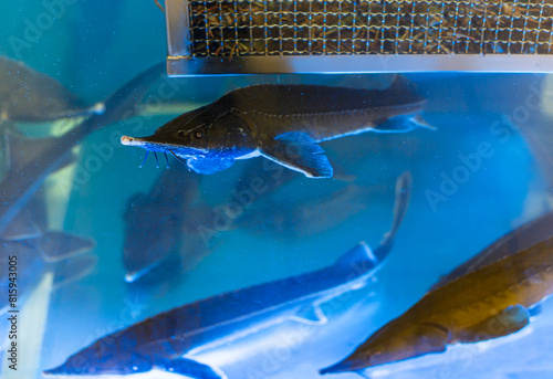 Shop fish for sale - beluga close up. Sterlet fish swimming in water storage tank in gastronomic aquatic section