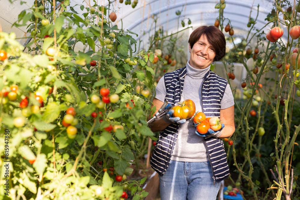 Fototapeta premium Older woman happily harvesting tomatoes in greenhouse