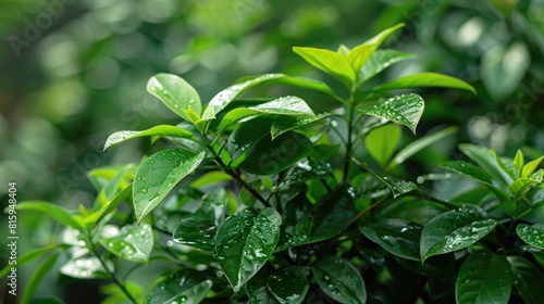 Melastoma candidum plant features upright shrubs or small trees that reach a height of up to 5 meters in its natural habitat