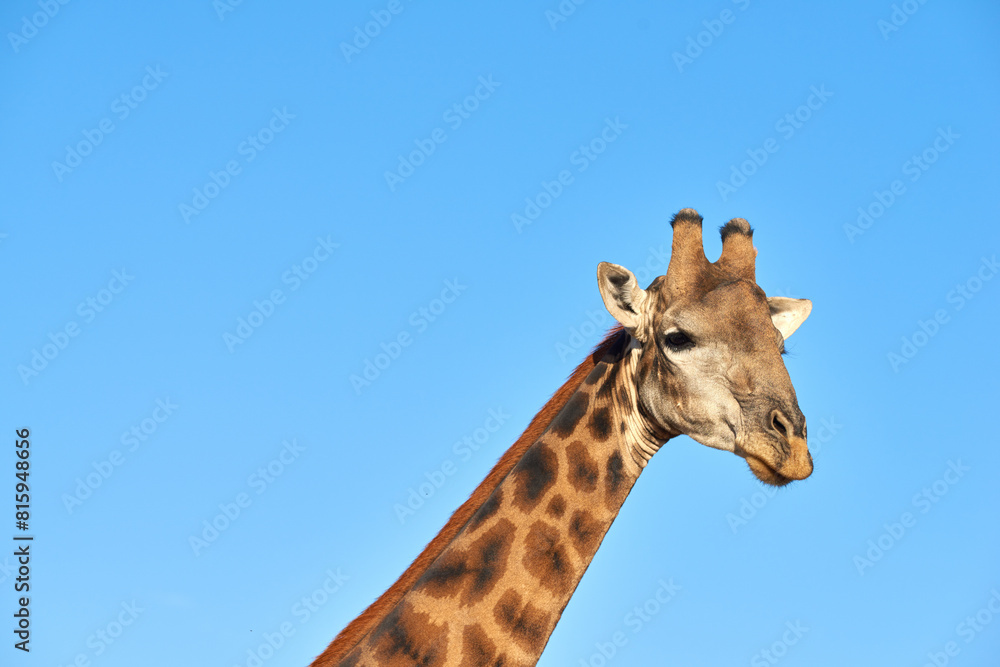 Naklejka premium Giraffe, blue sky and wildlife in Africa for nature, landscape or bush with plants, field and environment. Indigenous animal, outdoor and grass in tropical summer location for Serengeti National Park