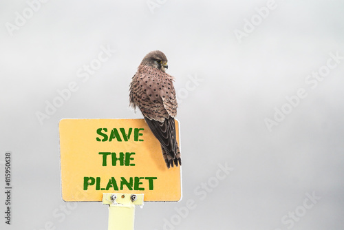 Kestrel perched on environmental message, a vivid call to conservation. This image powerfully blends wildlife with activism.