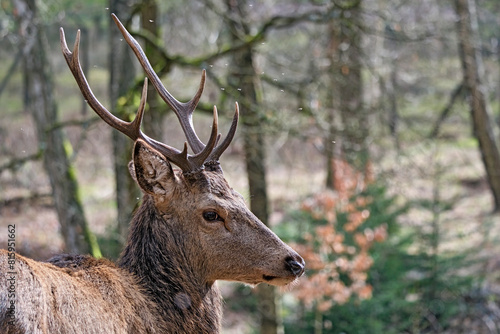 Fototapeta Naklejka Na Ścianę i Meble -  Rothirsch ( Cervus elaphus ).