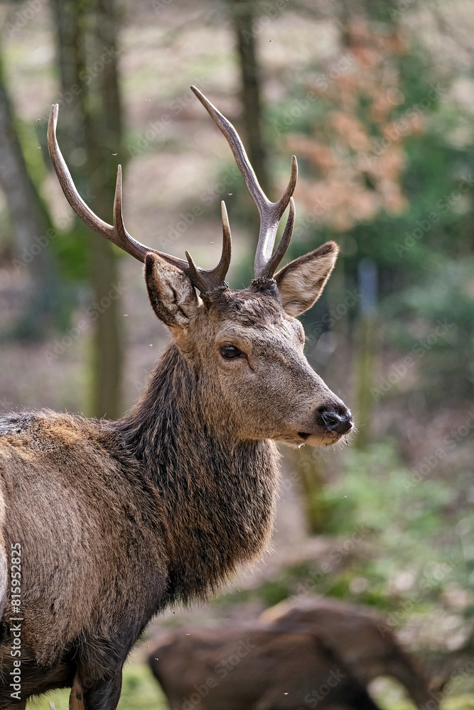 Rothirsch ( Cervus elaphus ). Rothirsch ( Cervus elaphus ).