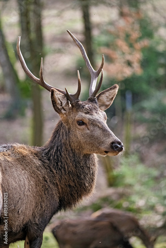 Rothirsch   Cervus elaphus  .